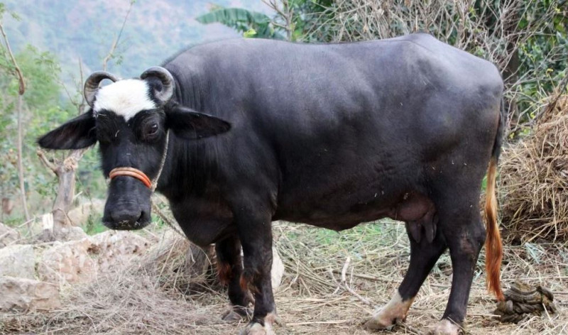 हरियाणामा 'कालाे सुन' भनिने मुर्रा भैँसीका विशेषता के हुन् ?